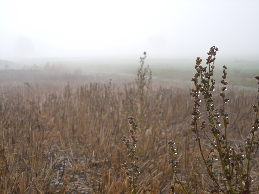 Nebel Heide N.